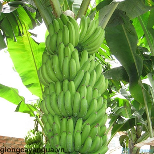 Chuối tiêu hồng Sen Việt