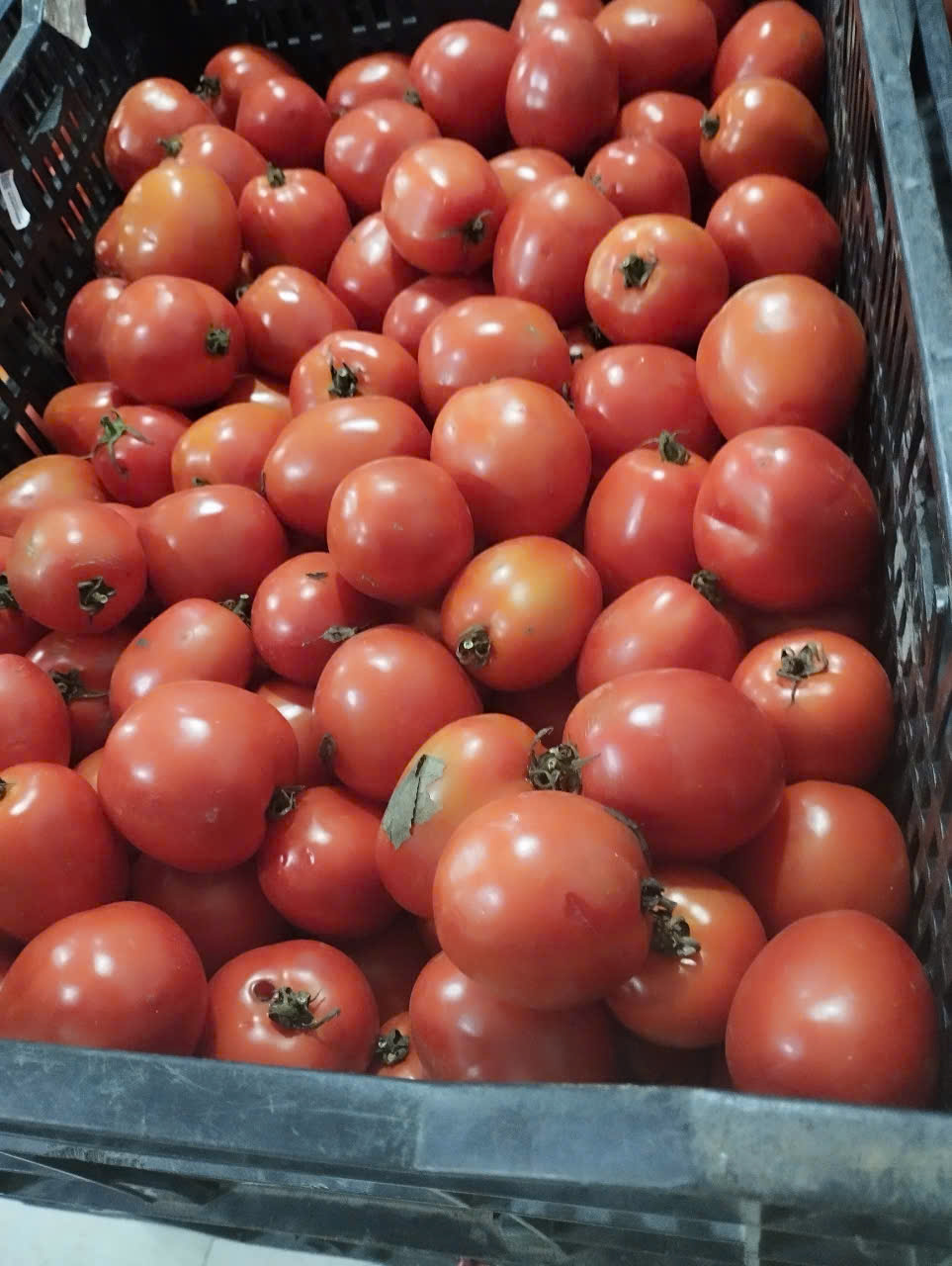 cà chua trứng , cà chua beef TD20 (15/10/2025)