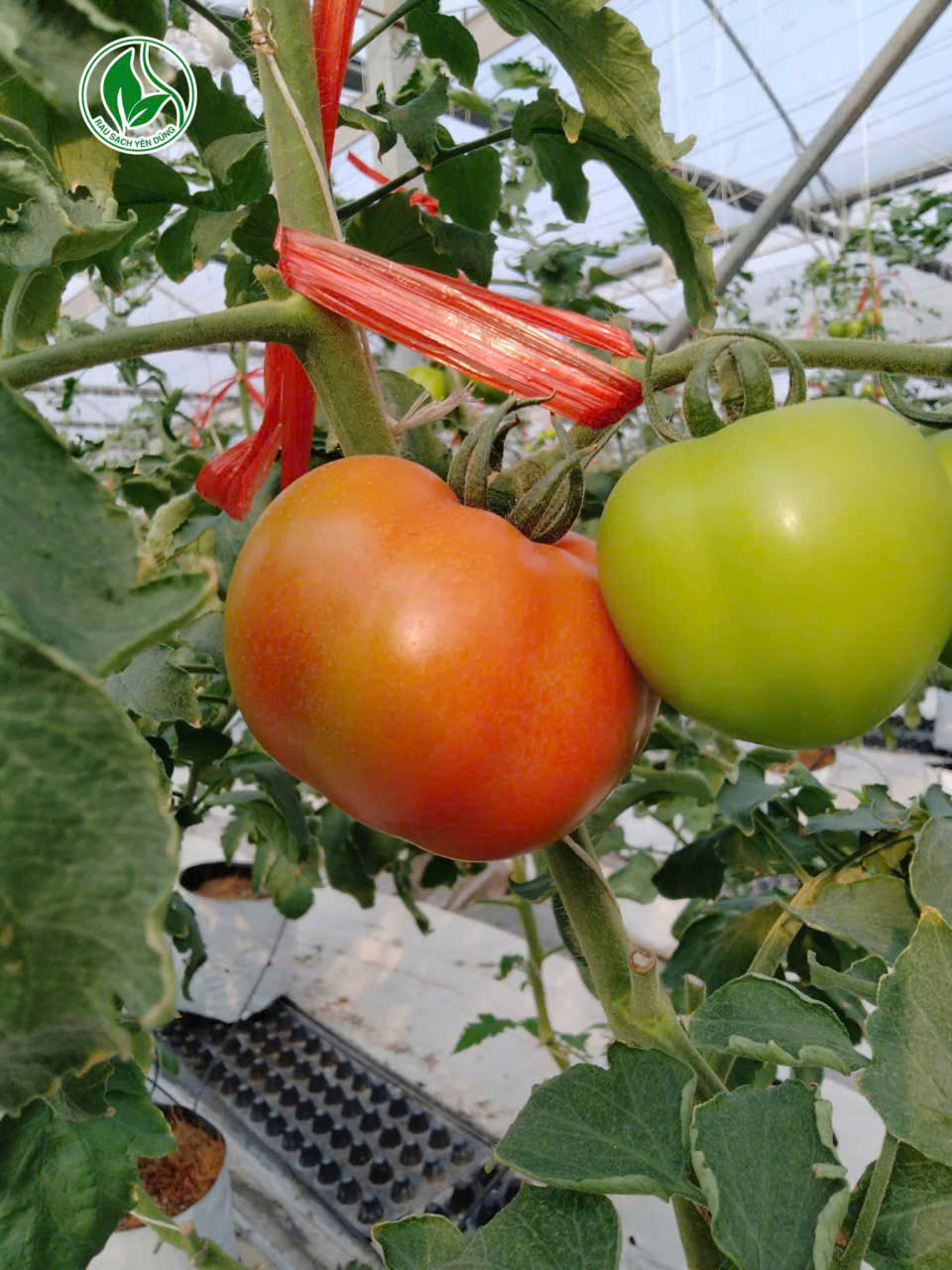 Cà chua beef + cà chua Trứng TD21 ( 30/9/2025)