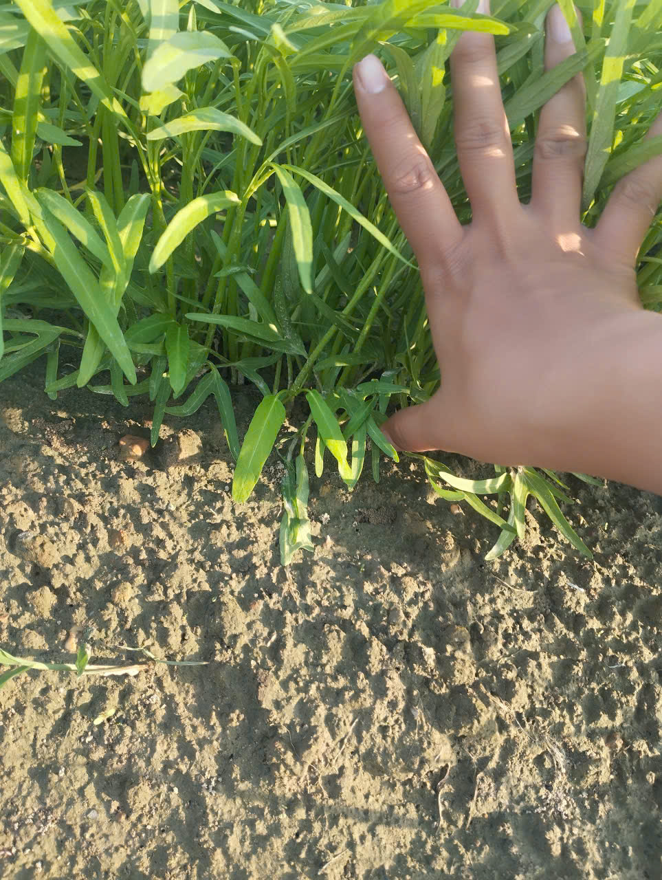 Cải bó xôi, Rau dền, Rau muống TD18 (15/10/2025)