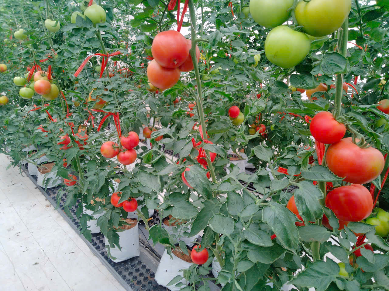 Cà chua beer - NK5 - NỘI CÁT(19/10/2025)