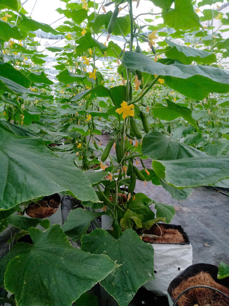 Dưa leo baby - NK7 (28/10/2025 )